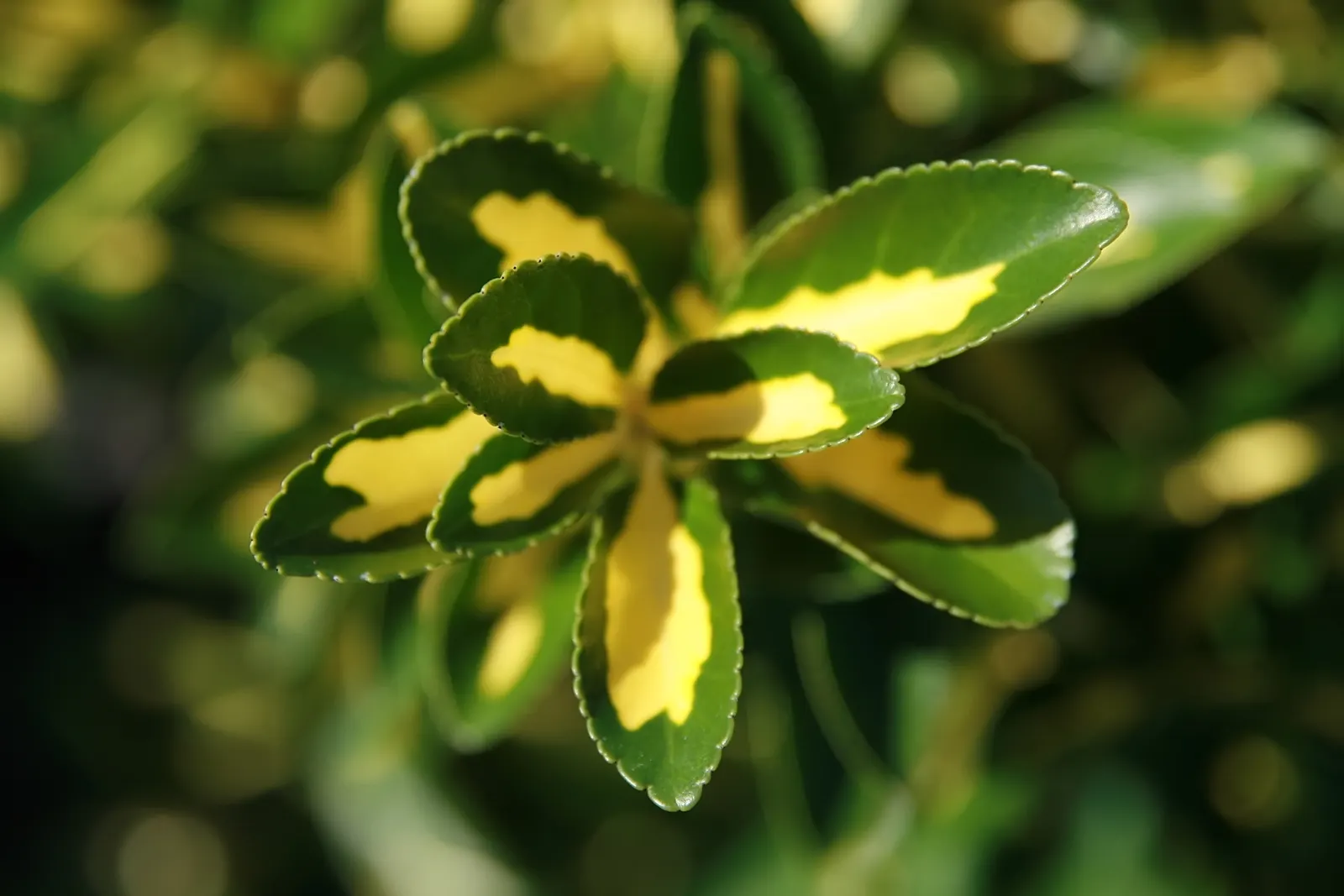 Gold Spot Euonymus (Euonymus Japonicus 'Aureovariegatus') — Ideal for hedges or accent planting