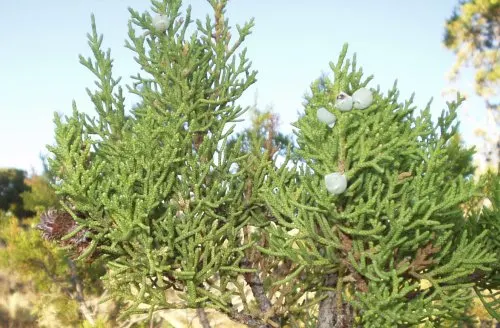 Western Juniper (Juniperus Occidentalis) — this species proudly stands as a symbol of endurance in the landscape.<br><br>Adaptable to a variety of soils
