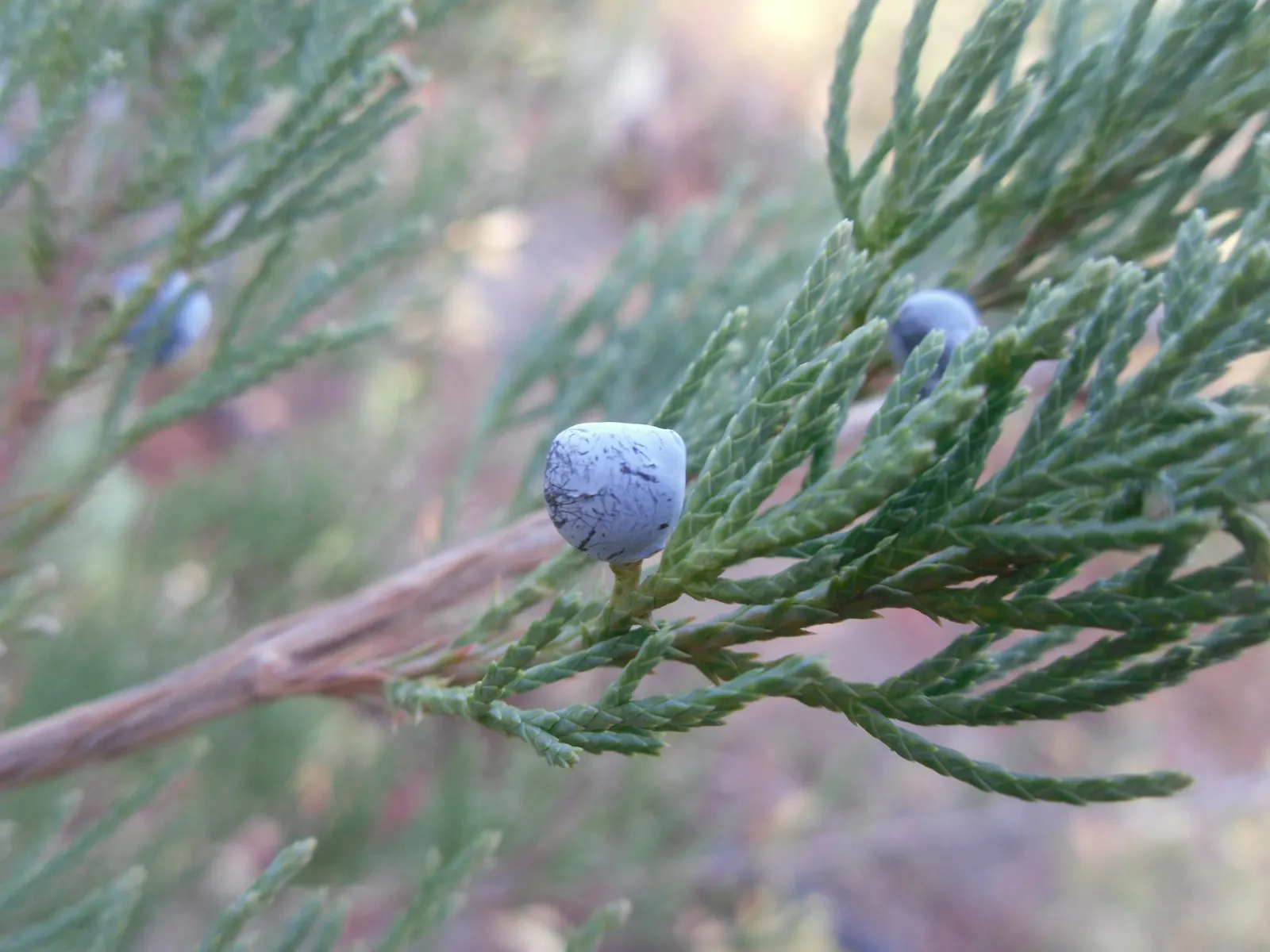 Western Juniper (Juniperus Occidentalis) — Western Junipers flourish in well-drained loams or sandy substrates with neutral to alkaline pH levels