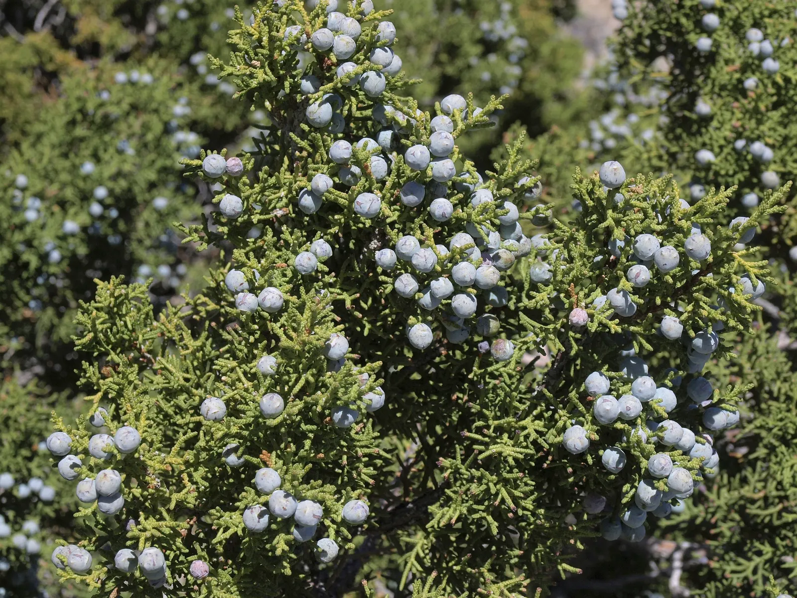Western Juniper (Juniperus Occidentalis) — With a majestic life span that can exceed multiple centuries