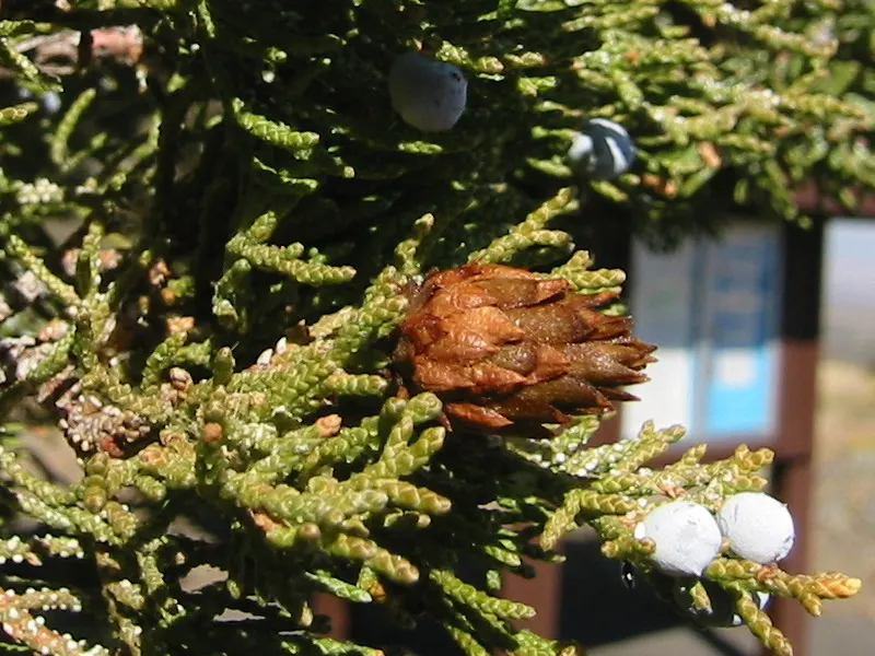 Western Juniper (Juniperus Occidentalis) — The Western Juniper (Juniperus occidentalis) is a resilient conifer, thriving in arid regions, with 10-50 ft