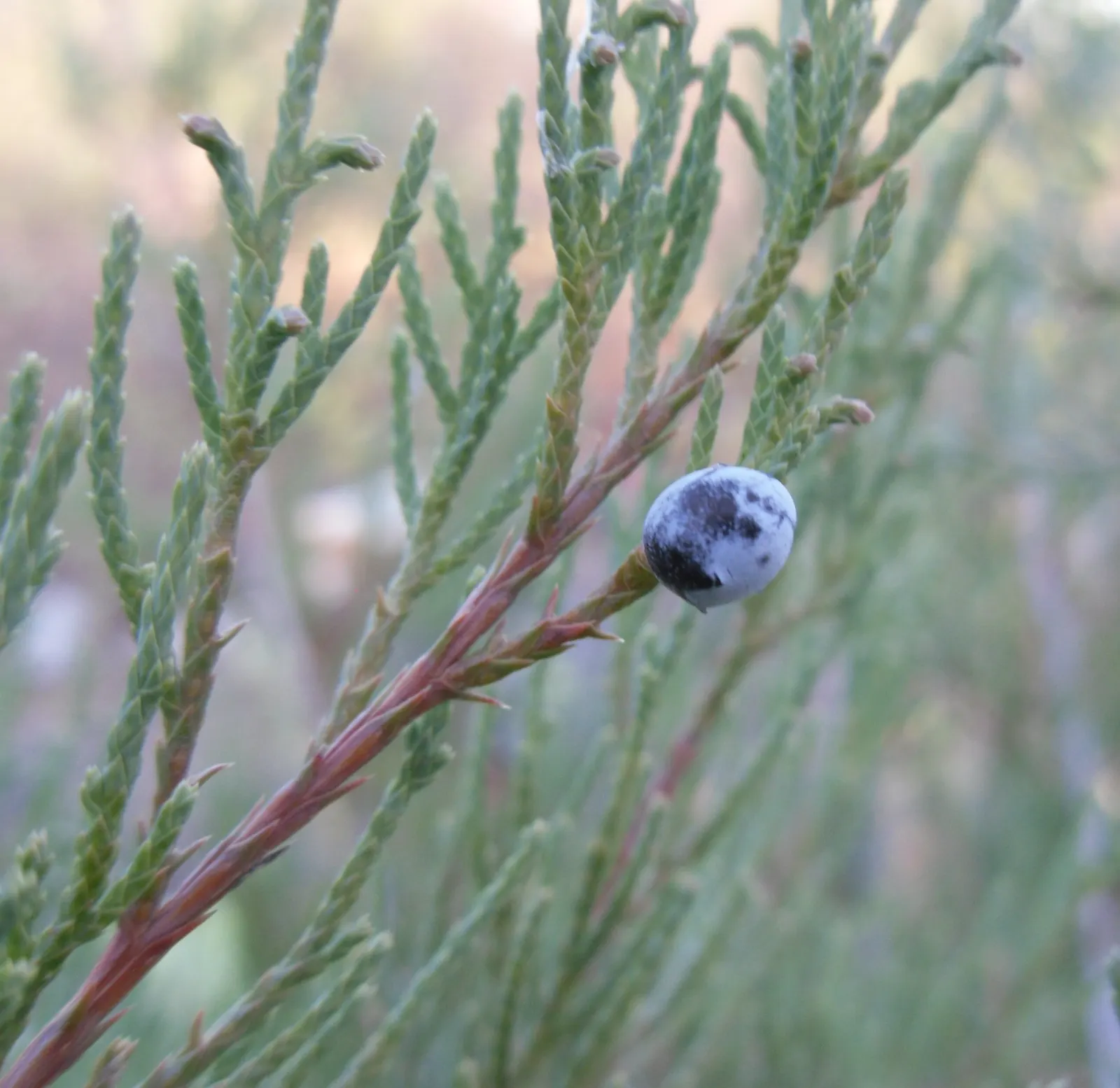 Western Juniper (Juniperus Occidentalis) — The mature height of this conifer ranges from 10 to 30 feet