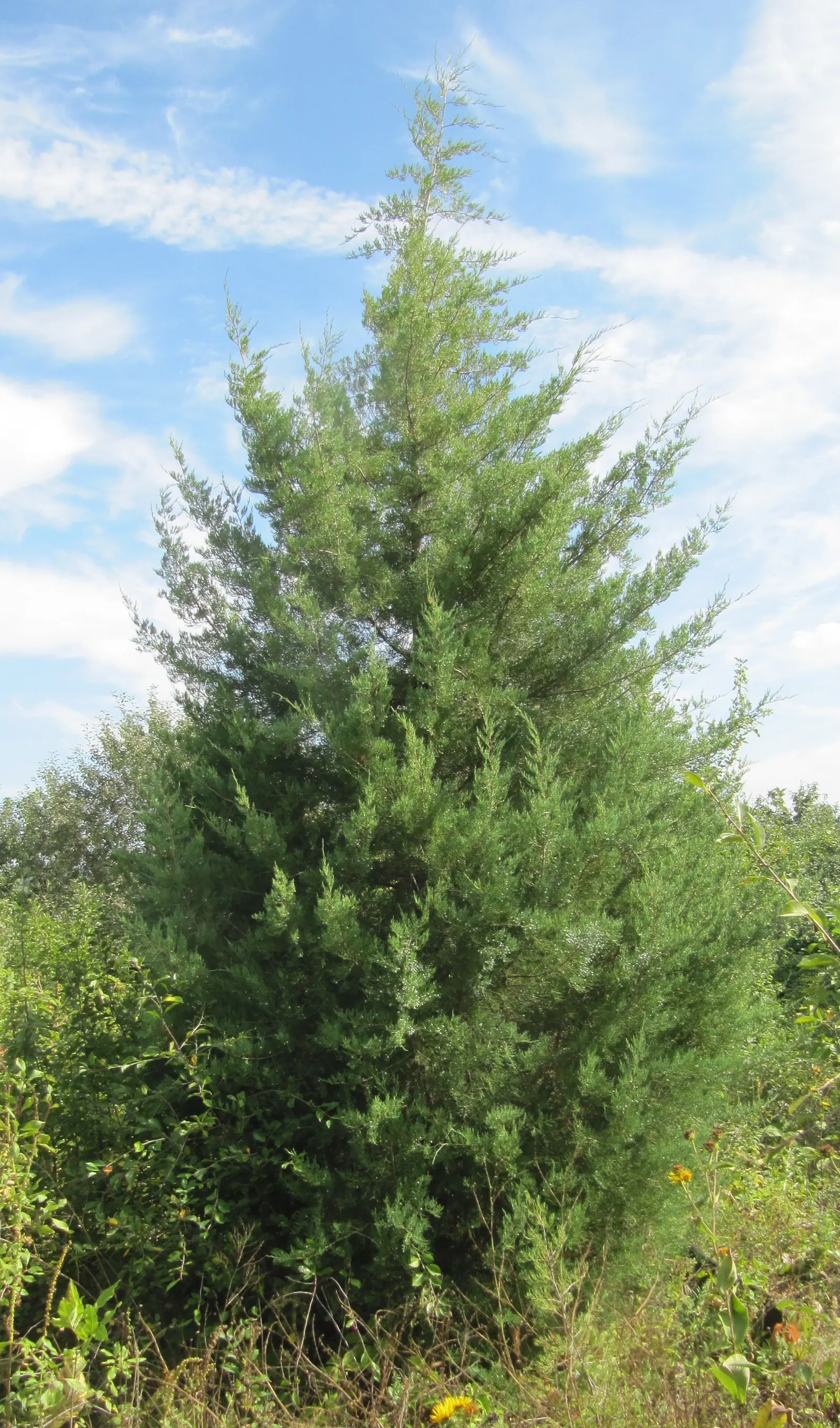 Western Juniper (Juniperus Occidentalis) — They can be found at elevations between 800 and 10,000 feet, demonstrating remarkable versatility; dusted with a