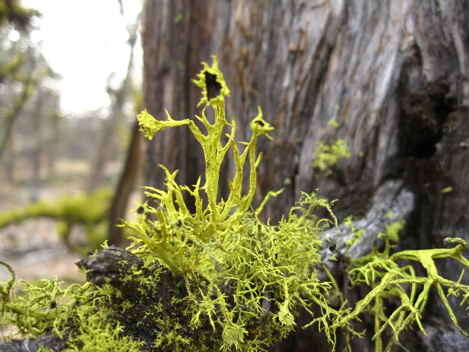 Western Juniper (Juniperus Occidentalis) — dusted with a whitish bloom