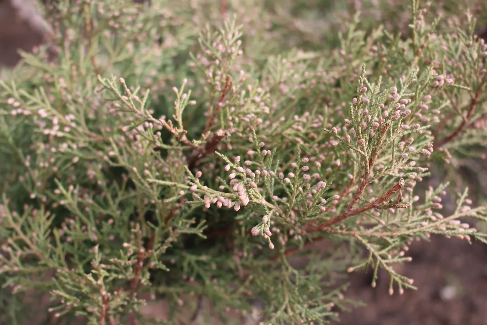 Western Juniper (Juniperus Occidentalis) — With a majestic life span that can exceed multiple centuries; the Western Juniper requires minimal maintenance once