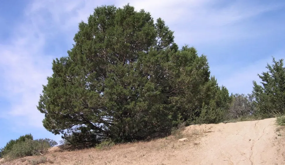 Western Juniper (Juniperus Occidentalis) — providing year-round interest and wildlife forage; to ensure the health and structural integrity of the tree