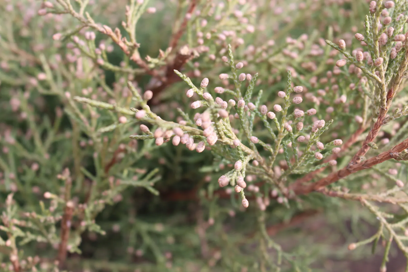 Western Juniper (Juniperus Occidentalis) — and with its low maintenance demand
