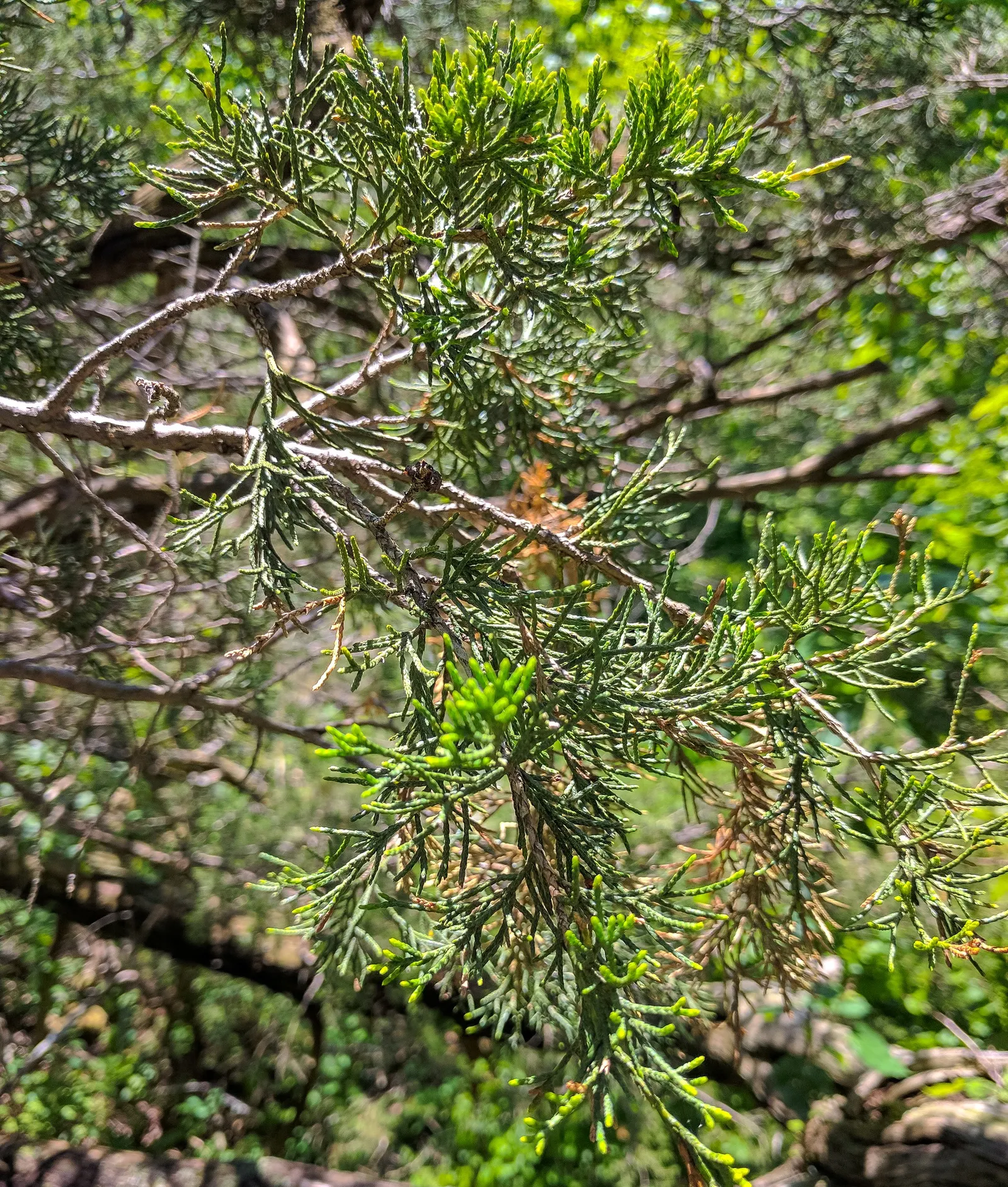 Western Juniper (Juniperus Occidentalis) — with a spread of 5 to 15 feet; western Junipers flourish in well-drained loams or sandy substrates with neutral to