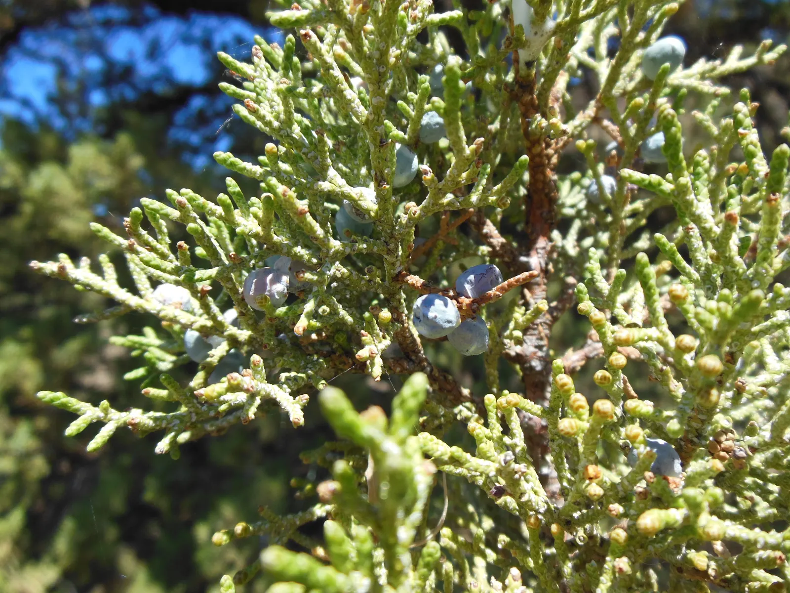Western Juniper (Juniperus Occidentalis) — offering a robust presence in broad garden layouts