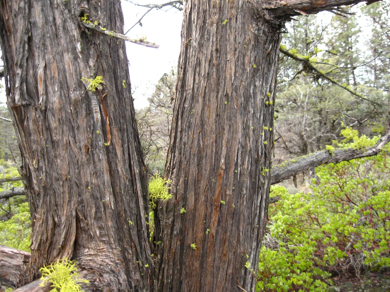 Western Juniper (Juniperus Occidentalis) — providing year-round interest and wildlife forage