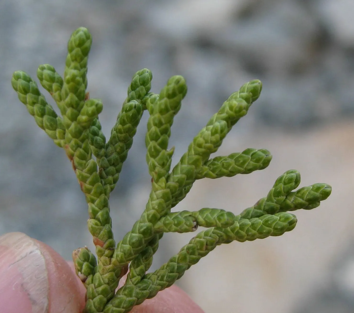 Western Juniper (Juniperus Occidentalis) — emerges as a resilient and striking native conifer of the American West; the mature height of this conifer ranges