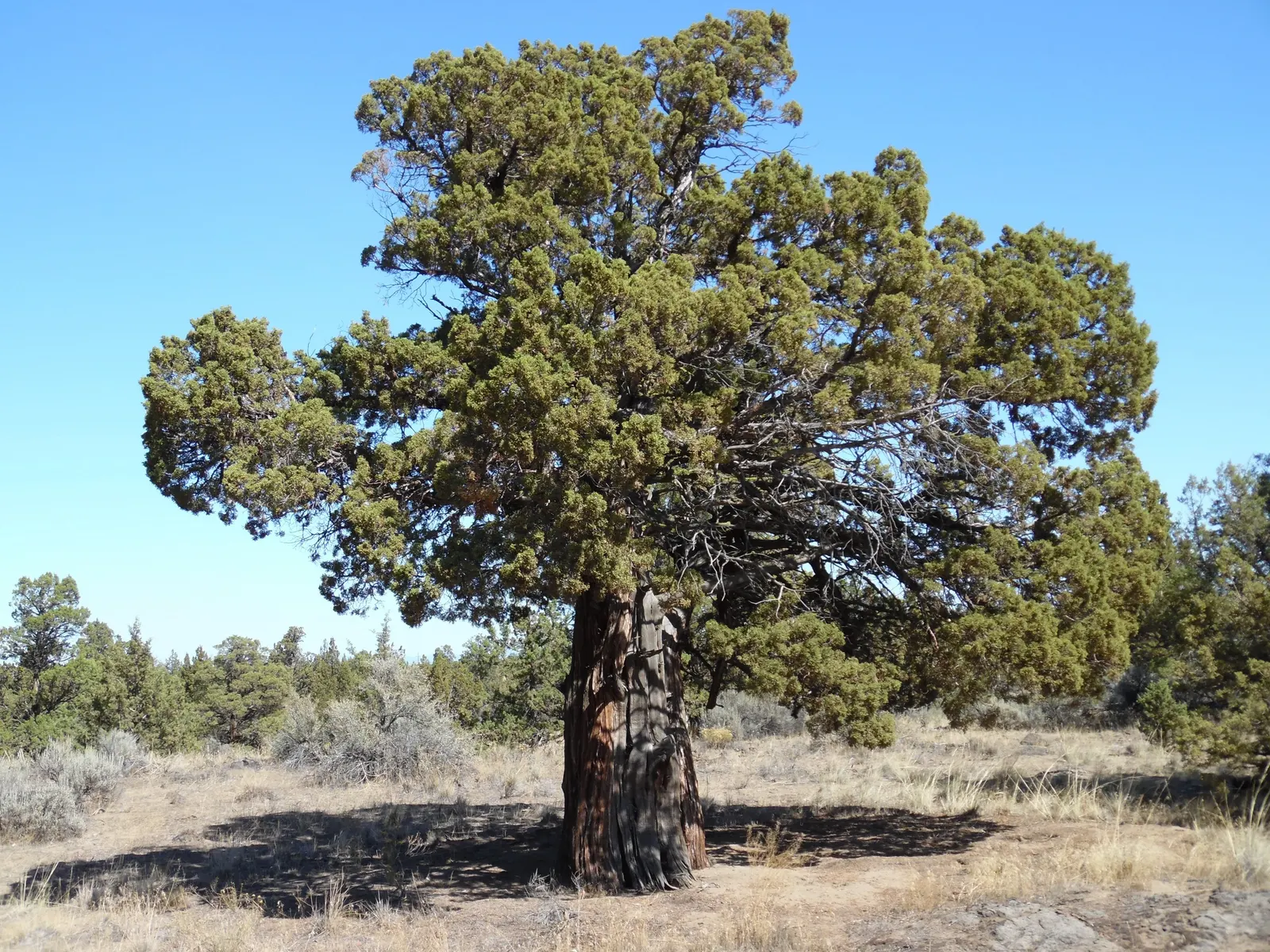 Western Juniper (Juniperus Occidentalis) — it features scale-like gray-green foliage and berry-like blue-gray cones; with a spread of 5 to 15 feet