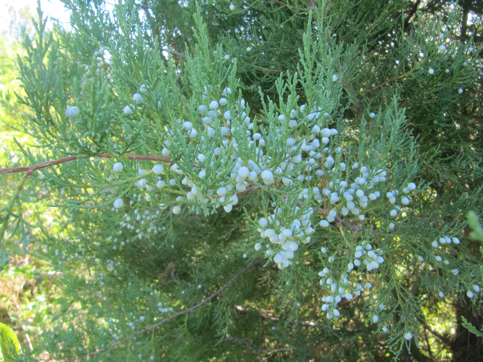 Western Juniper (Juniperus Occidentalis) — Western Junipers flourish in well-drained loams or sandy substrates with neutral to alkaline pH levels; they can be