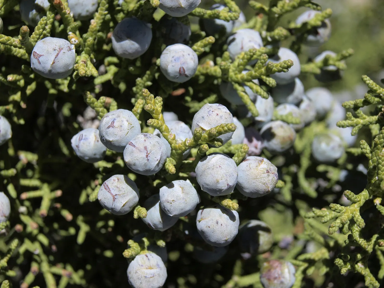Western Juniper (Juniperus Occidentalis) — It's also noteworthy for being drought-tolerant