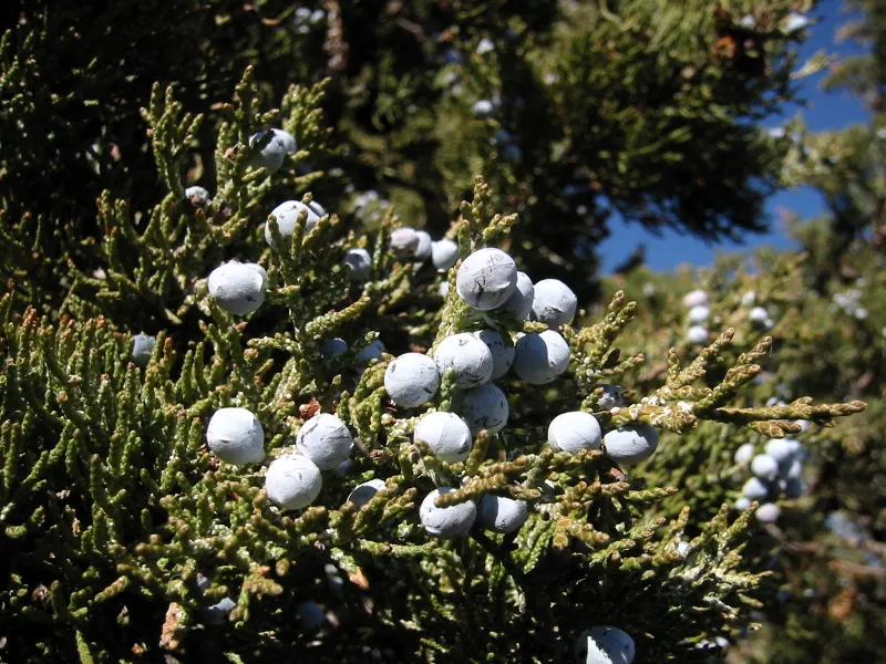 Western Juniper (Juniperus Occidentalis) — composed of scale-like blue-green leaves