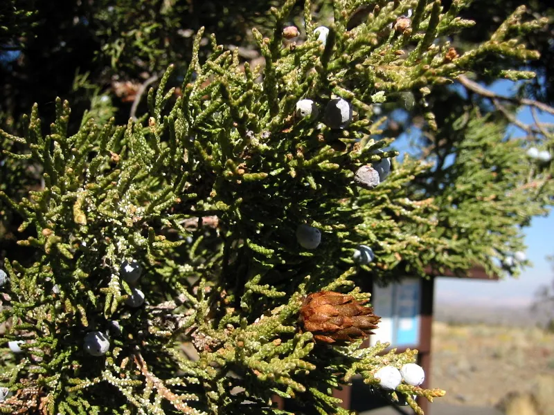 Western Juniper (Juniperus Occidentalis) — which behooves frequent monitoring and patience during its development.<br><br>The tree's dense foliage