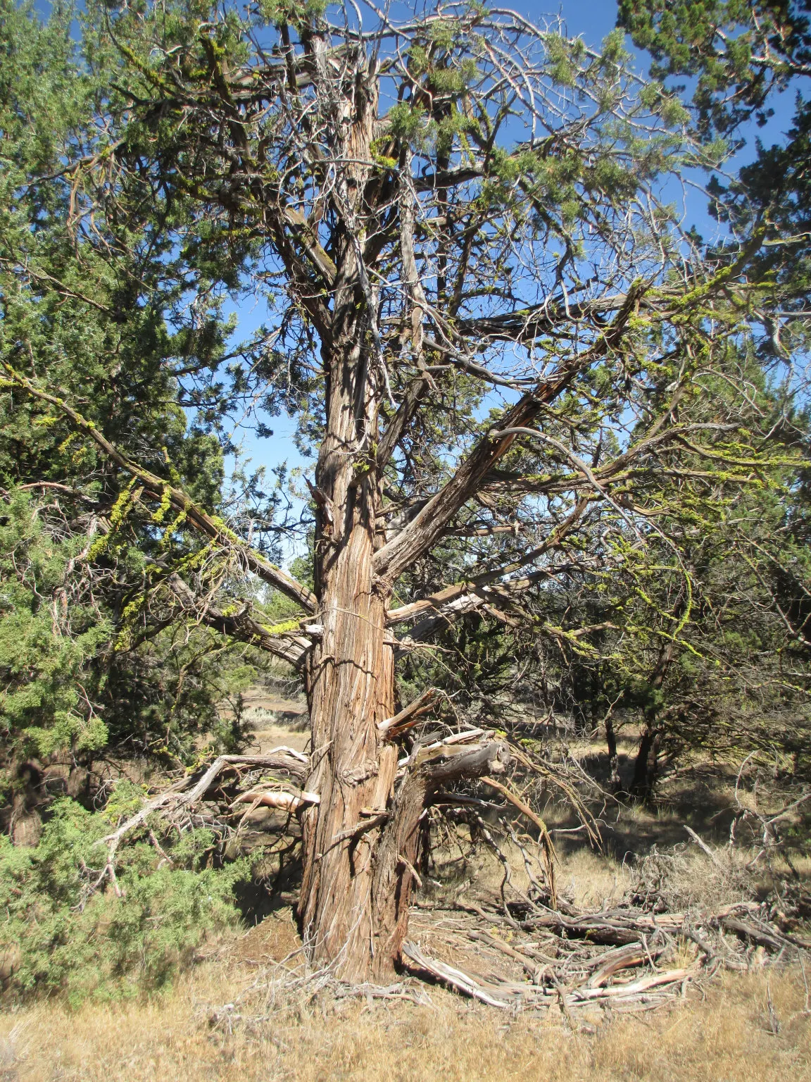 Western Juniper (Juniperus Occidentalis) — The color of the cones transitions from green to a rich blue
