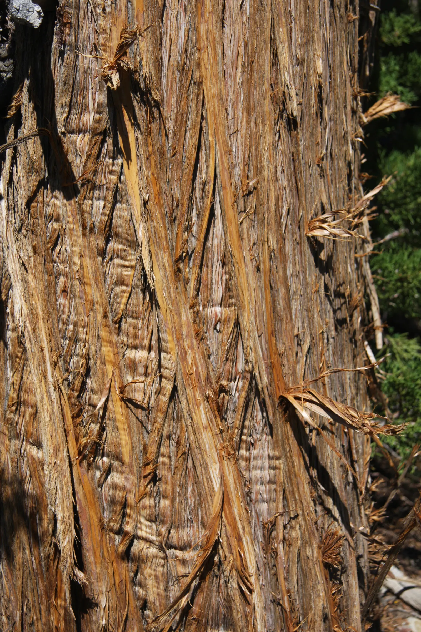 Western Juniper (Juniperus Occidentalis) — conifer / tree for full