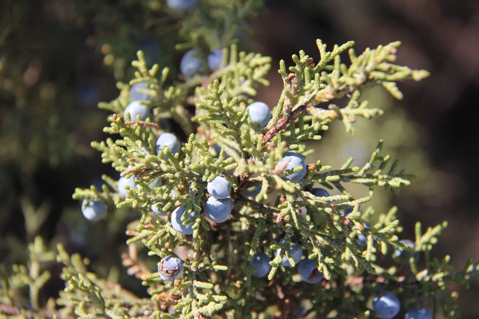 Western Juniper (Juniperus Occidentalis) — it features scale-like gray-green foliage and berry-like blue-gray cones