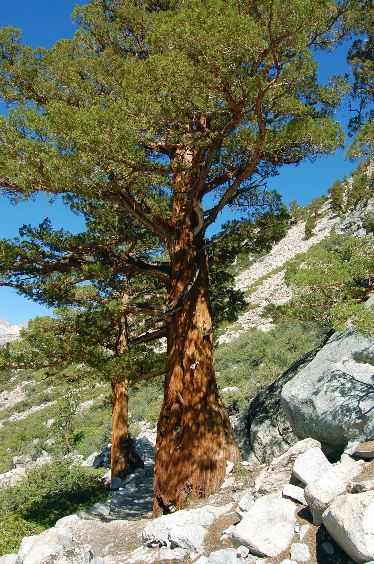 Western Juniper (Juniperus Occidentalis) — botanically named Juniperus occidentalis