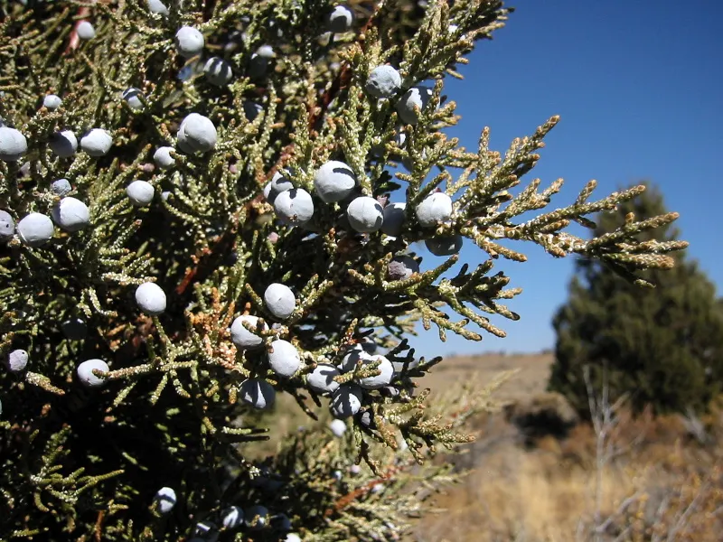 Western Juniper (Juniperus Occidentalis) — The Western Juniper (Juniperus occidentalis) is a resilient conifer, thriving in arid regions, with, image 23