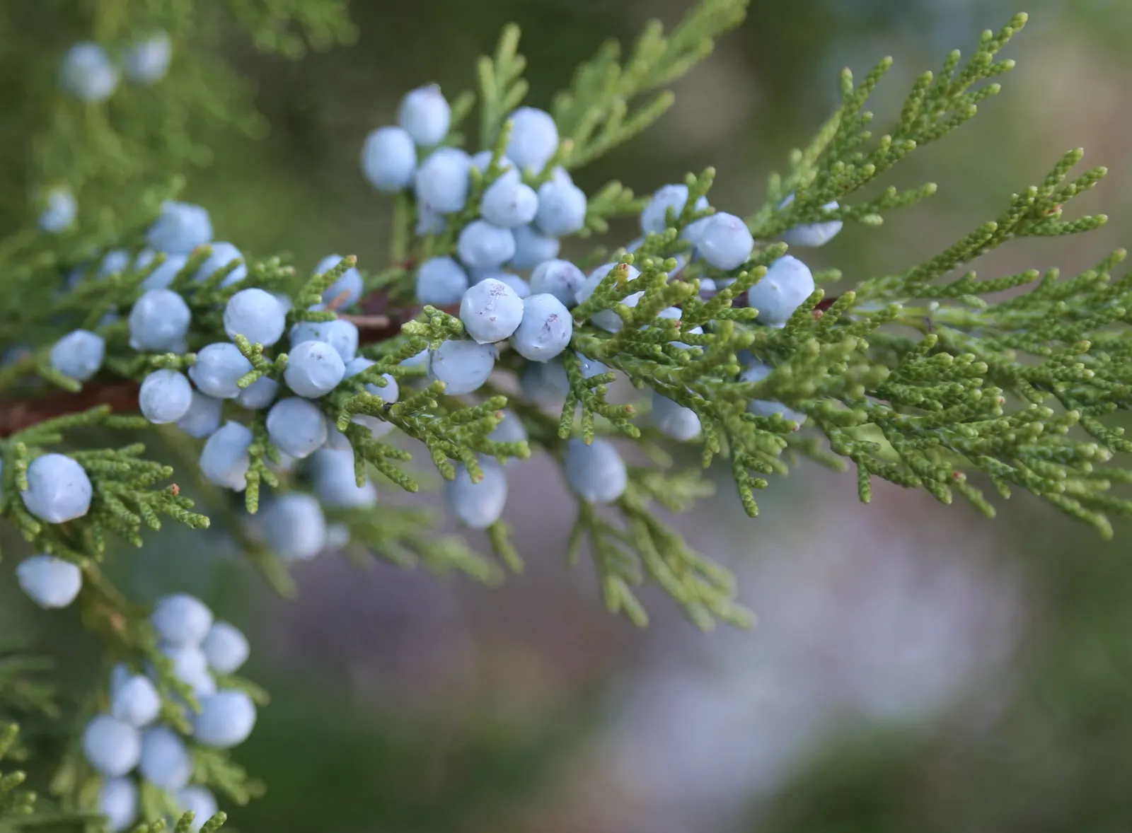 Western Juniper (Juniperus Occidentalis) — the Western Juniper requires minimal maintenance once established