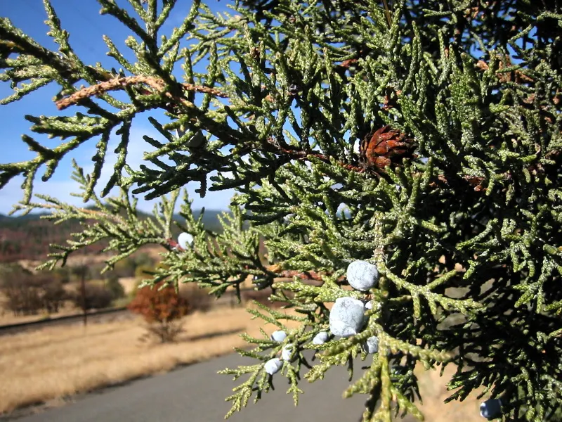 Western Juniper (Juniperus Occidentalis) — with a spread of 5 to 15 feet