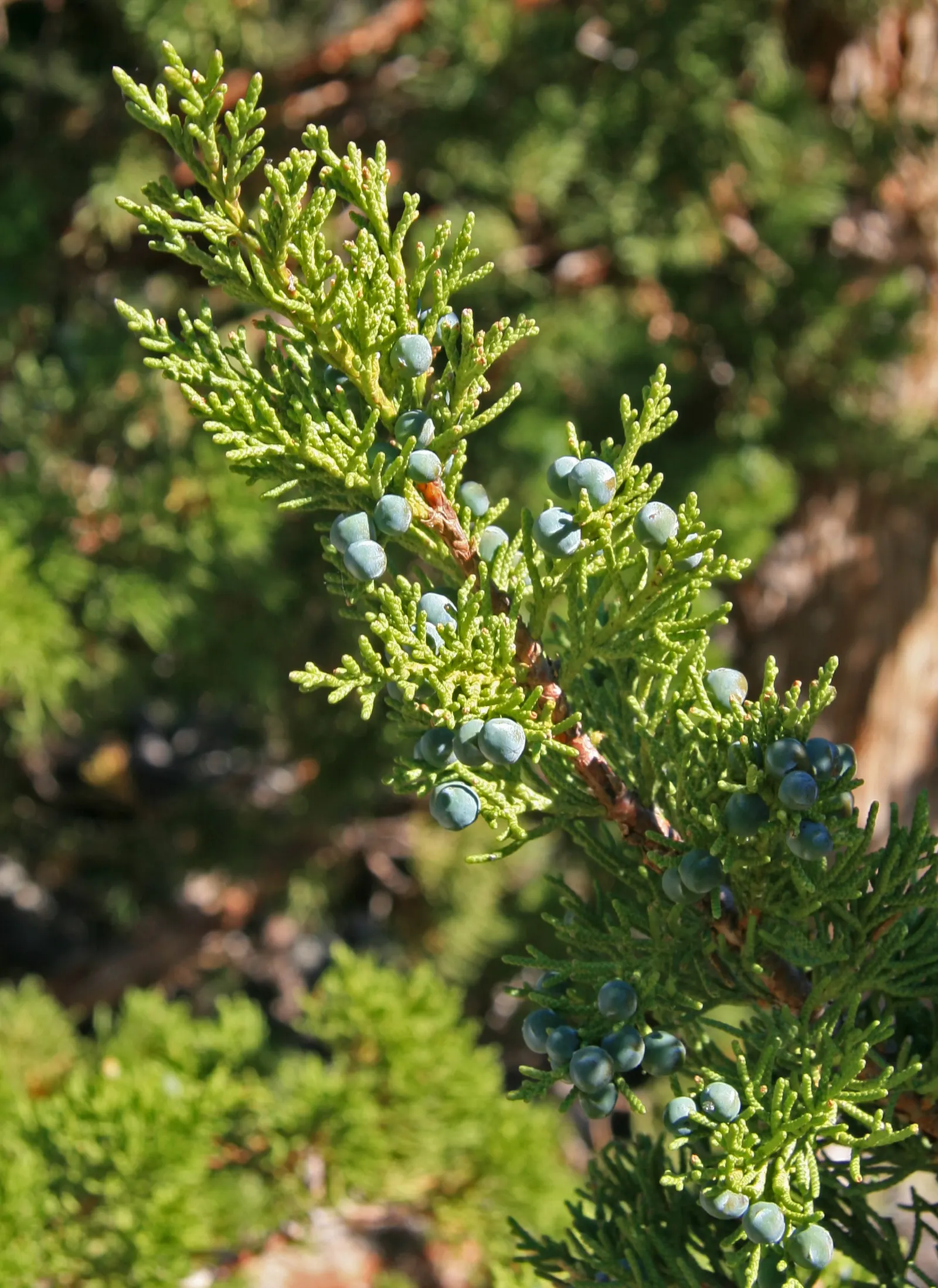 Western Juniper (Juniperus Occidentalis) — The mature height of this conifer ranges from 10 to 30 feet; the Western Juniper (Juniperus occidentalis) is a