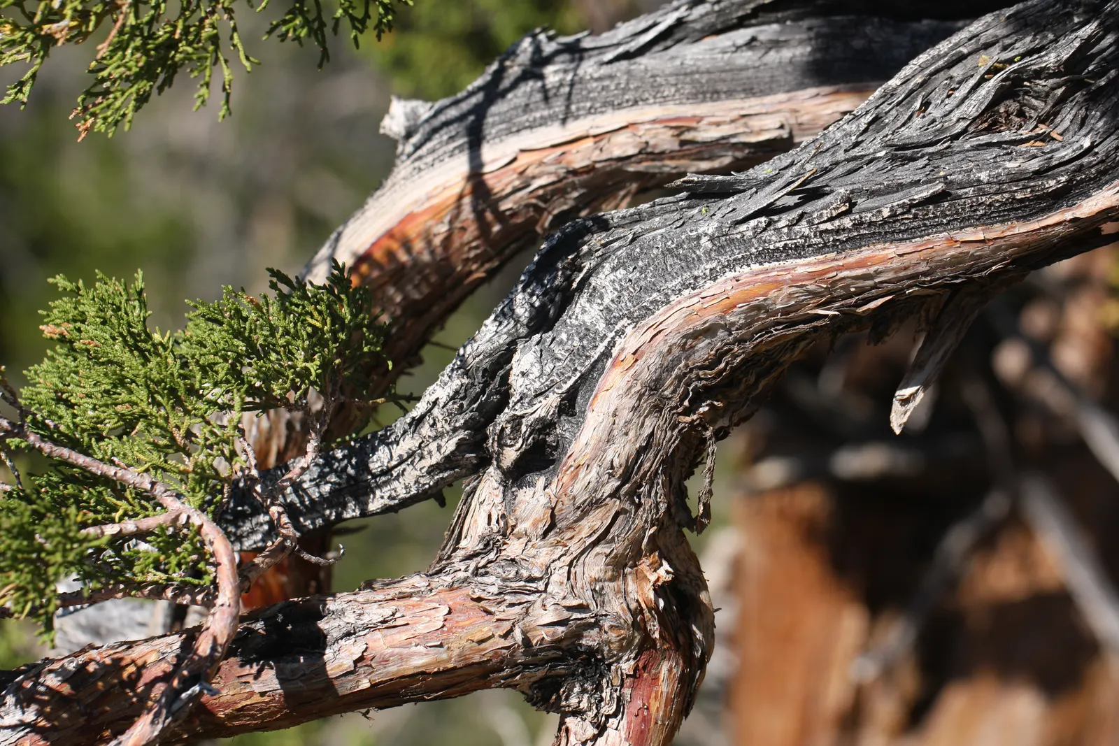 Western Juniper (Juniperus Occidentalis) — They can be found at elevations between 800 and 10,000 feet, demonstrating remarkable versatility
