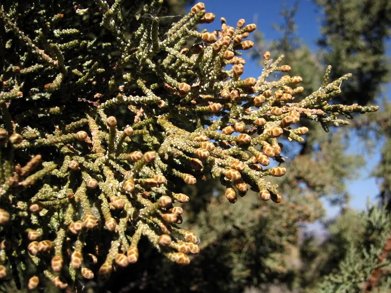 Western Juniper (Juniperus Occidentalis) — To ensure the health and structural integrity of the tree, occasional pruning may be warranted