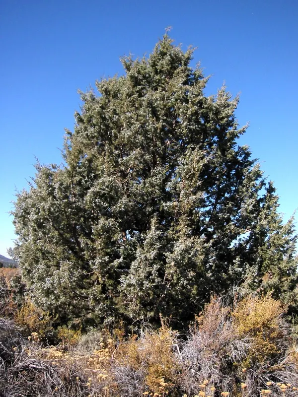 Western Juniper (Juniperus Occidentalis) — this species proudly stands as a symbol of endurance in the landscape.<br><br>Adaptable to a variety of soils; it