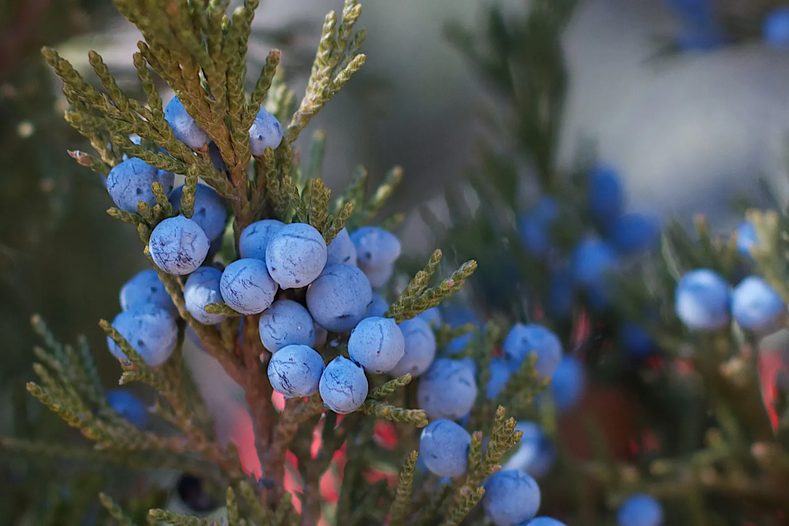 Western Juniper (Juniperus Occidentalis) — emerges as a resilient and striking native conifer of the American West