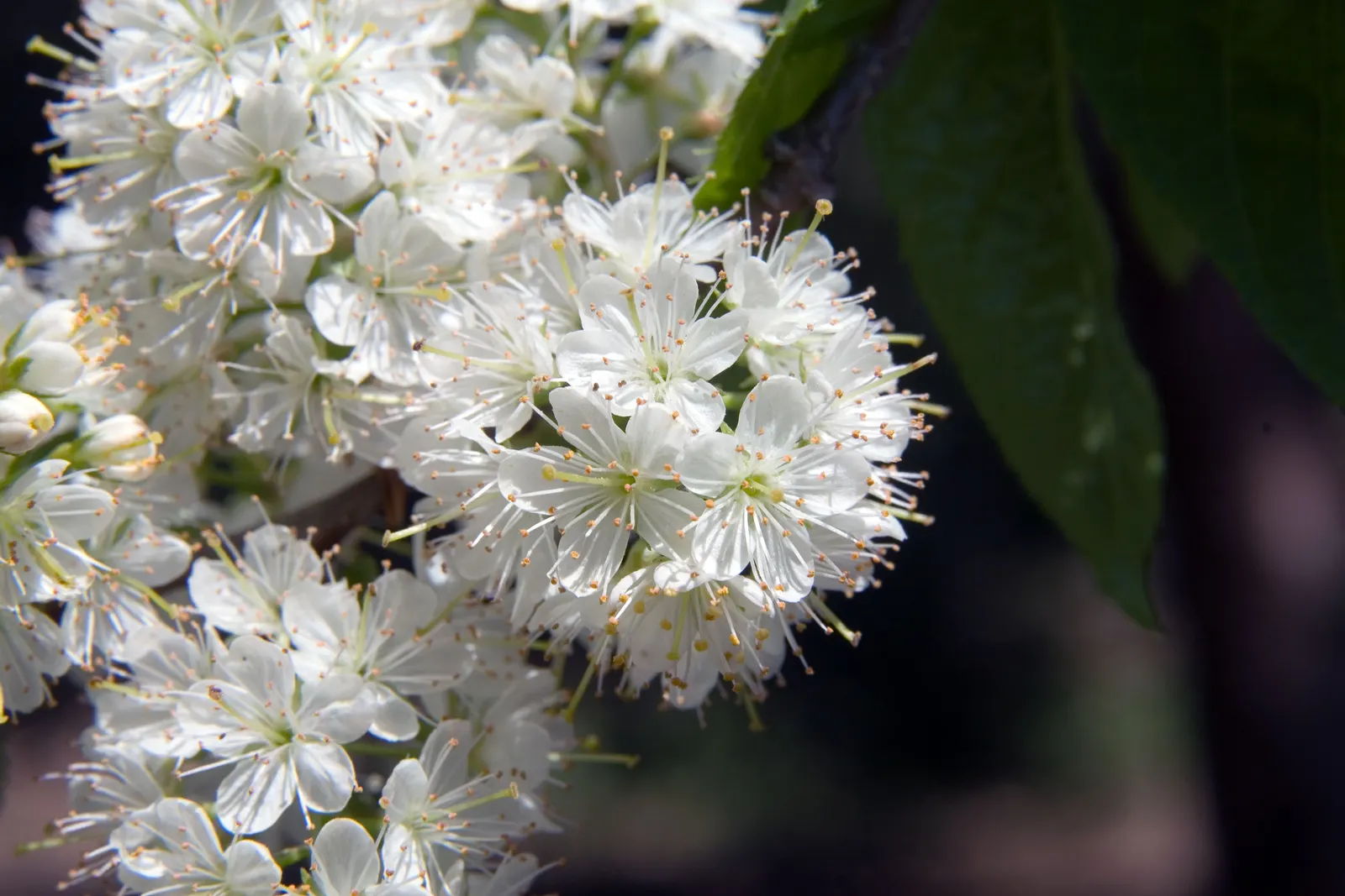 Amur Chokecherry (Prunus Maackii) — is a striking ornamental tree reaching up to 30-45 feet tall with a spread of 20-30 feet