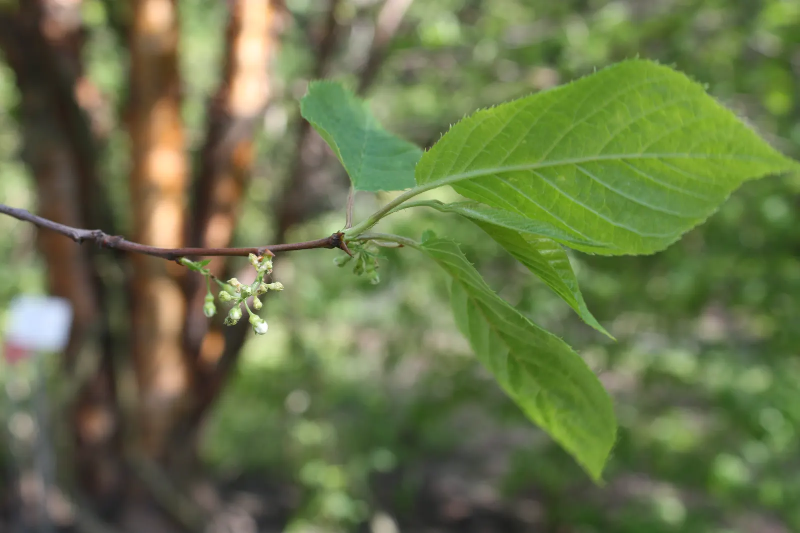 Amur Chokecherry (Prunus Maackii) — Following the flowering period