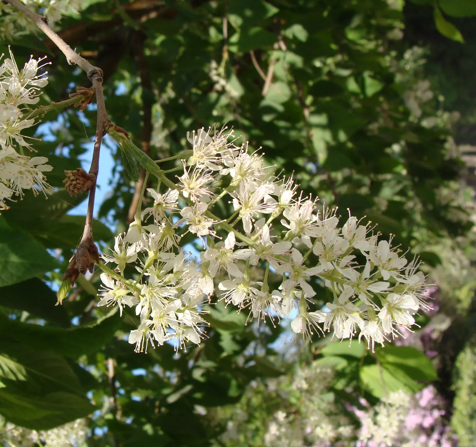 Amur Chokecherry (Prunus Maackii) — Its bark is one of its most striking features - glossy and copper-colored