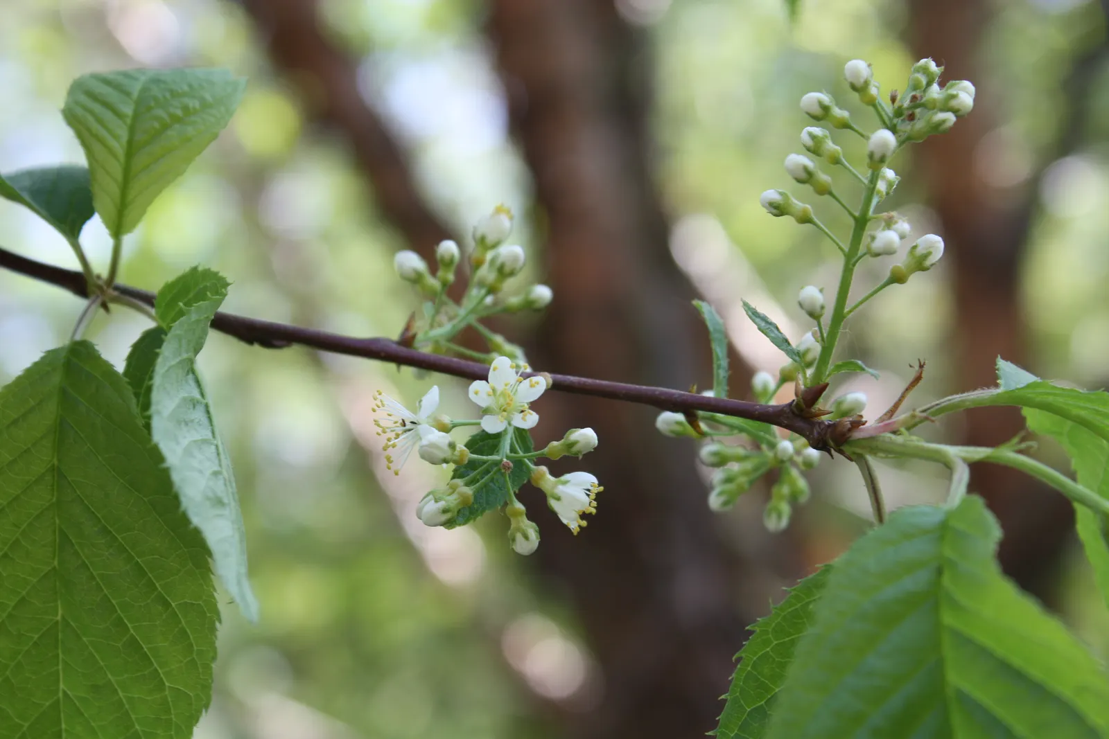 Amur Chokecherry (Prunus Maackii) — thriving in full sun to partial shade