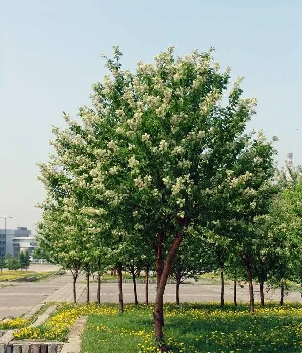 Amur Chokecherry (Prunus Maackii) — adding year-round interest even after its leaves have fallen.<br><br>In late spring