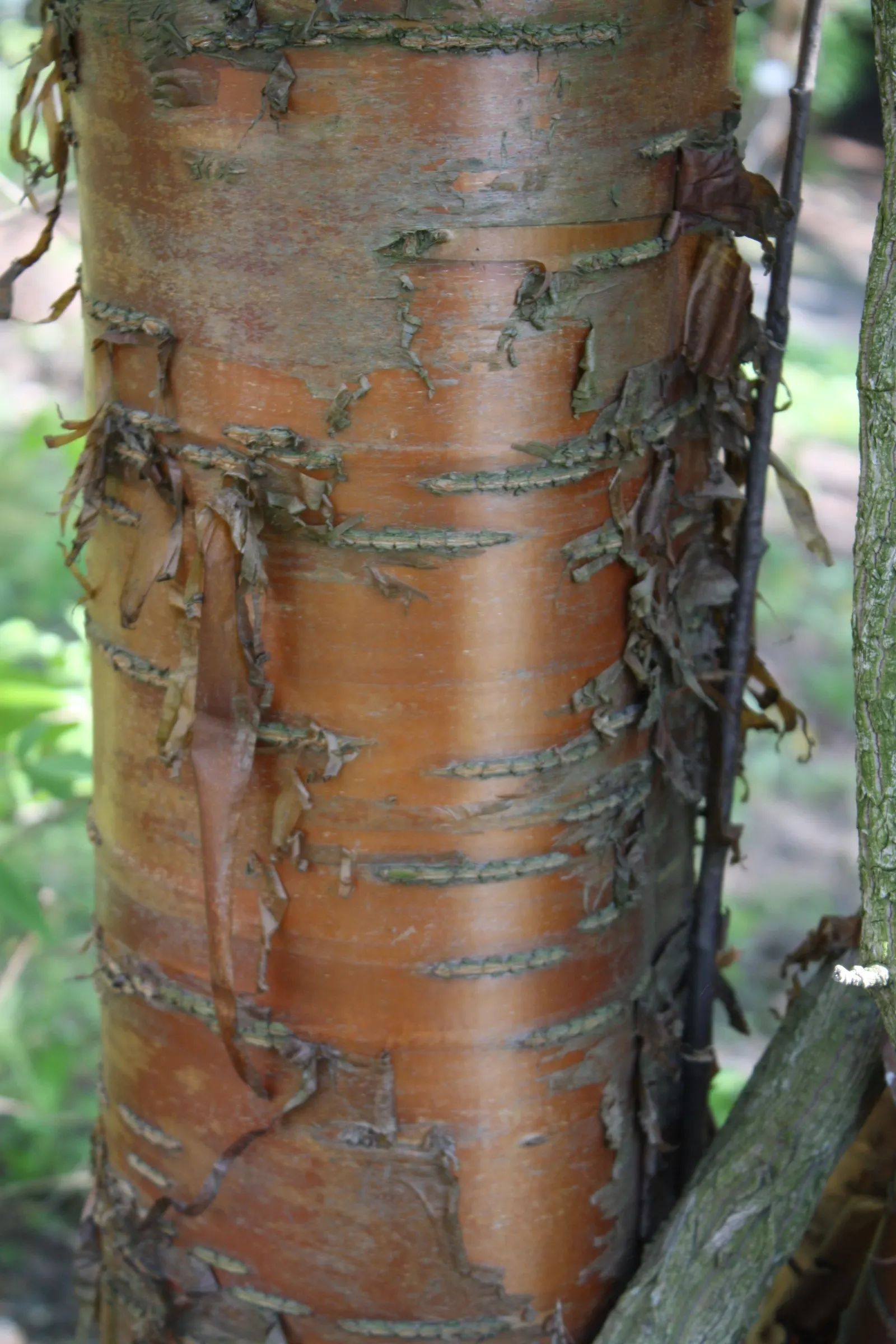 Amur Chokecherry (Prunus Maackii) — and can adapt to various soil types