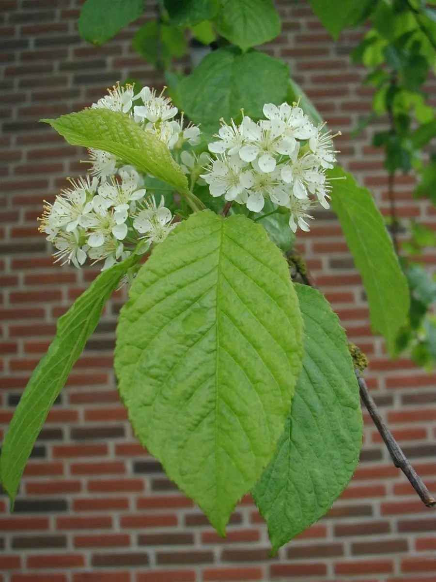 Amur Chokecherry (Prunus Maackii) — renowned for its adaptability and ornamental features