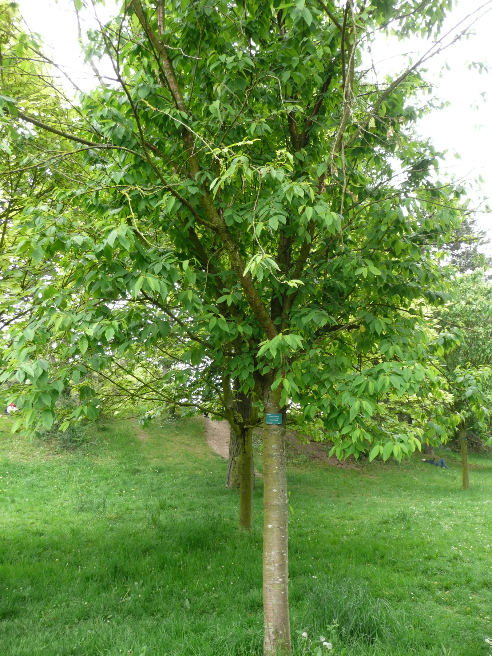 Amur Chokecherry (Prunus Maackii) — transitioning to a vibrant yellow in the autumn