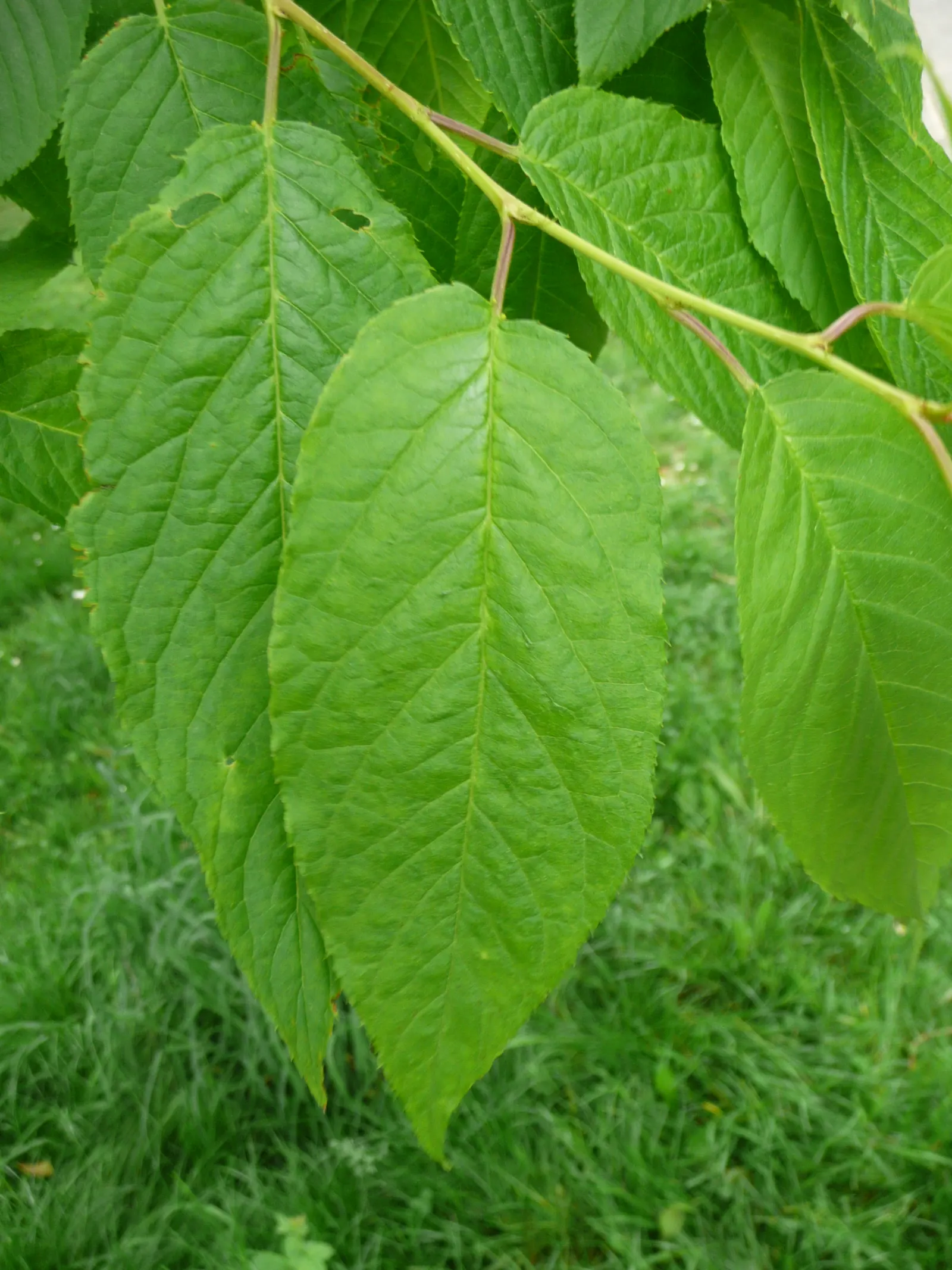 Amur Chokecherry (Prunus Maackii) — Renowned for its golden-bronze, exfoliating bark and fragrant white flower clusters, it dazzles in spring
