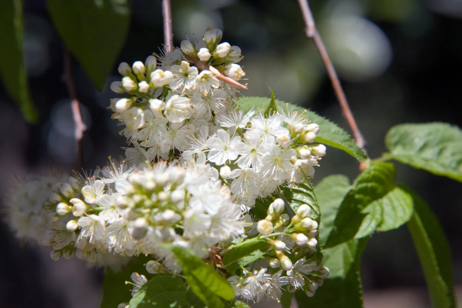 Amur Chokecherry (Prunus Maackii) — These flowers are not only visually appealing but also attract pollinators to the garden