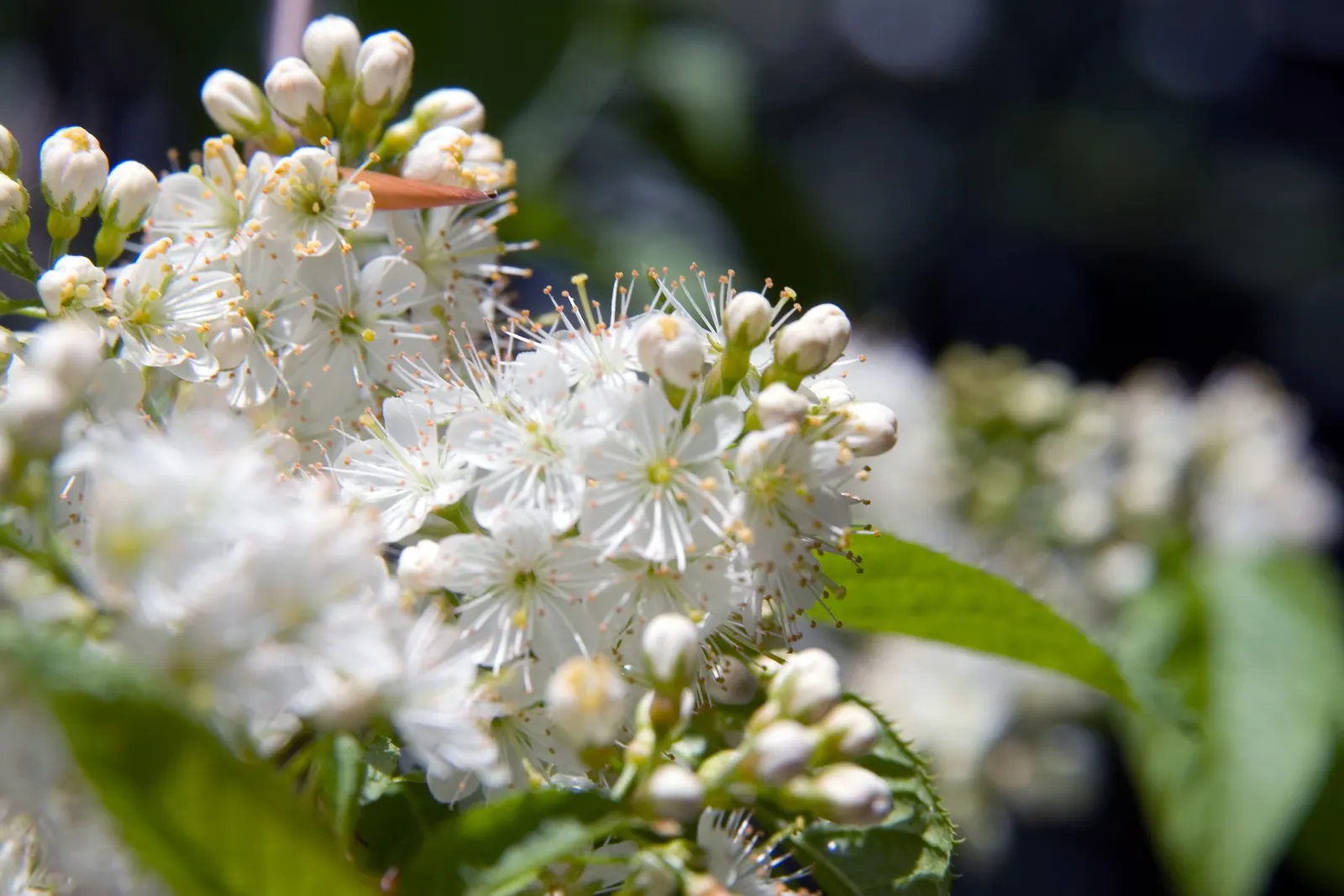 Amur Chokecherry (Prunus Maackii) — small reddish-black cherries develop by late summer - they're a favorite among birds