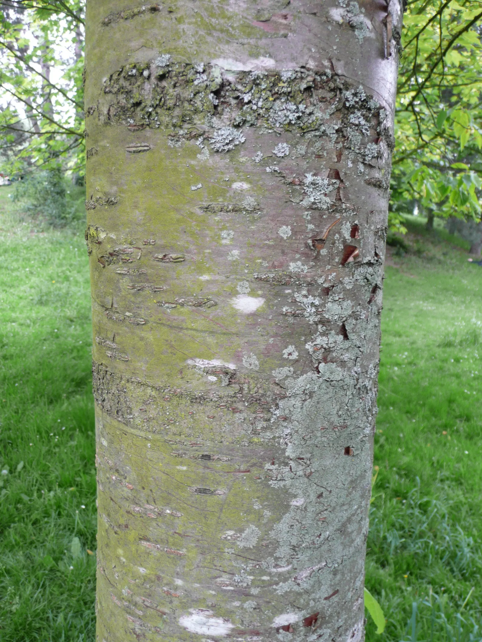 Amur Chokecherry (Prunus Maackii) — This hardy tree thrives in full sun, adaptable to various soil types, and requires regular moisture