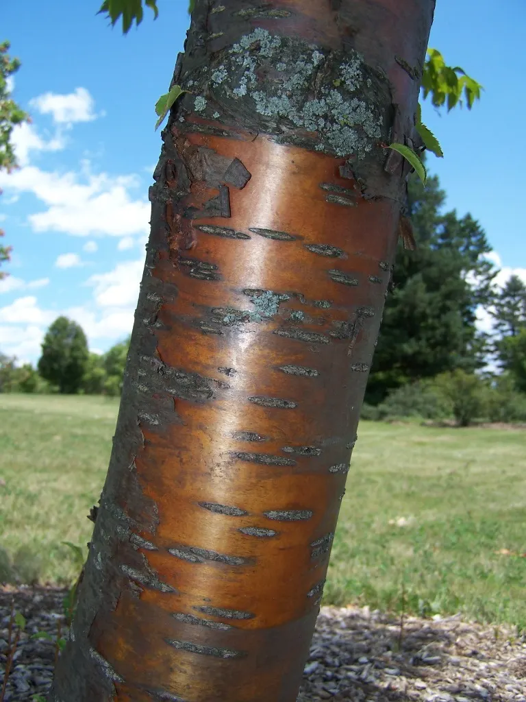 Amur Chokecherry (Prunus Maackii) — is a hardy deciduous tree native to Eastern Asia