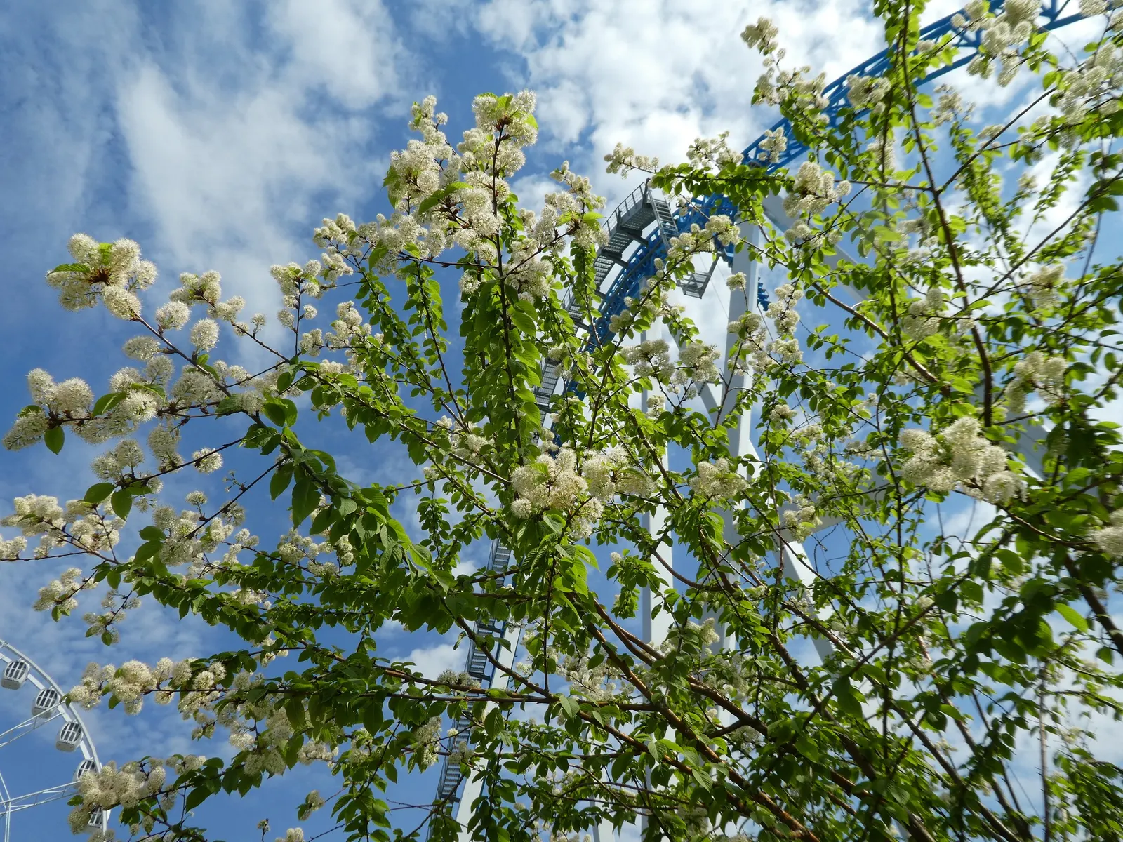 Amur Chokecherry (Prunus Maackii) — This species is relatively low maintenance