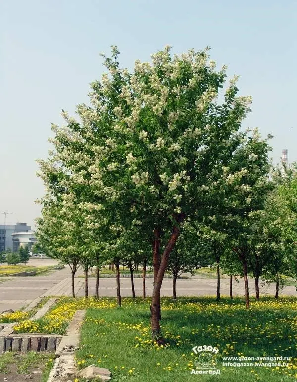 Amur Chokecherry (Prunus Maackii) — Glossy green foliage turns yellow in fall