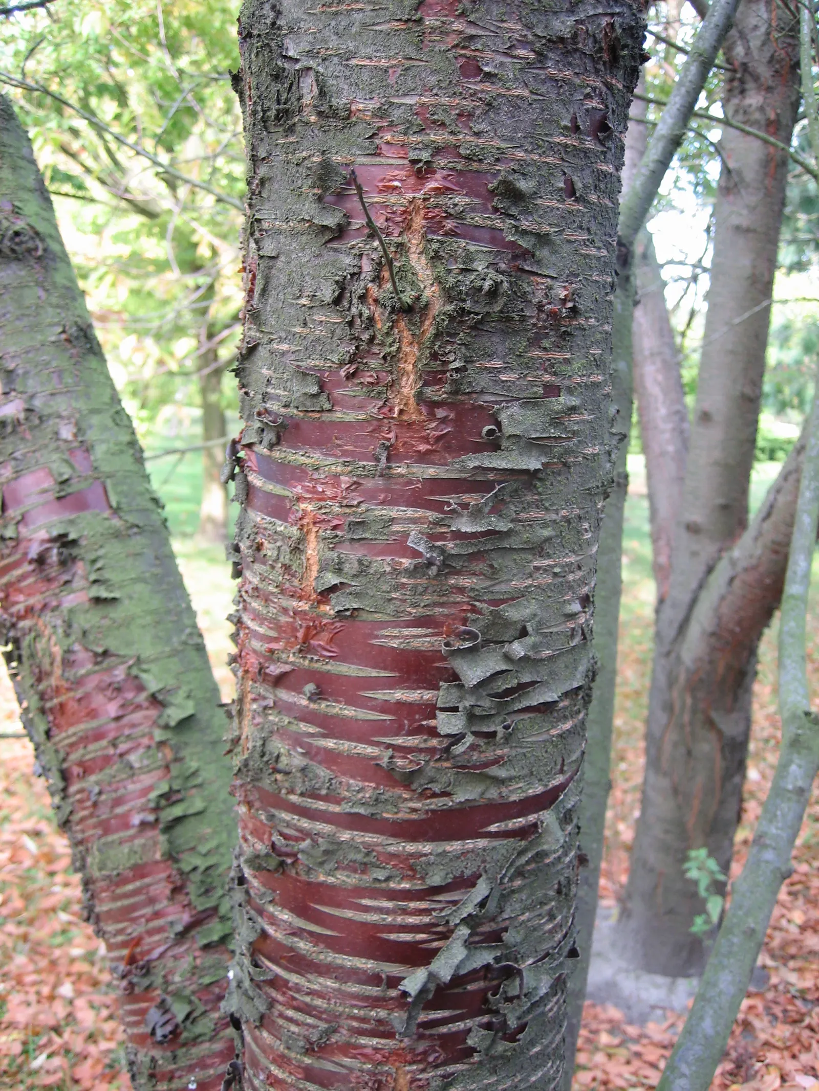 Amur Chokecherry (Prunus Maackii) — <br><br>The leaves of Prunus maackii are lanceolate