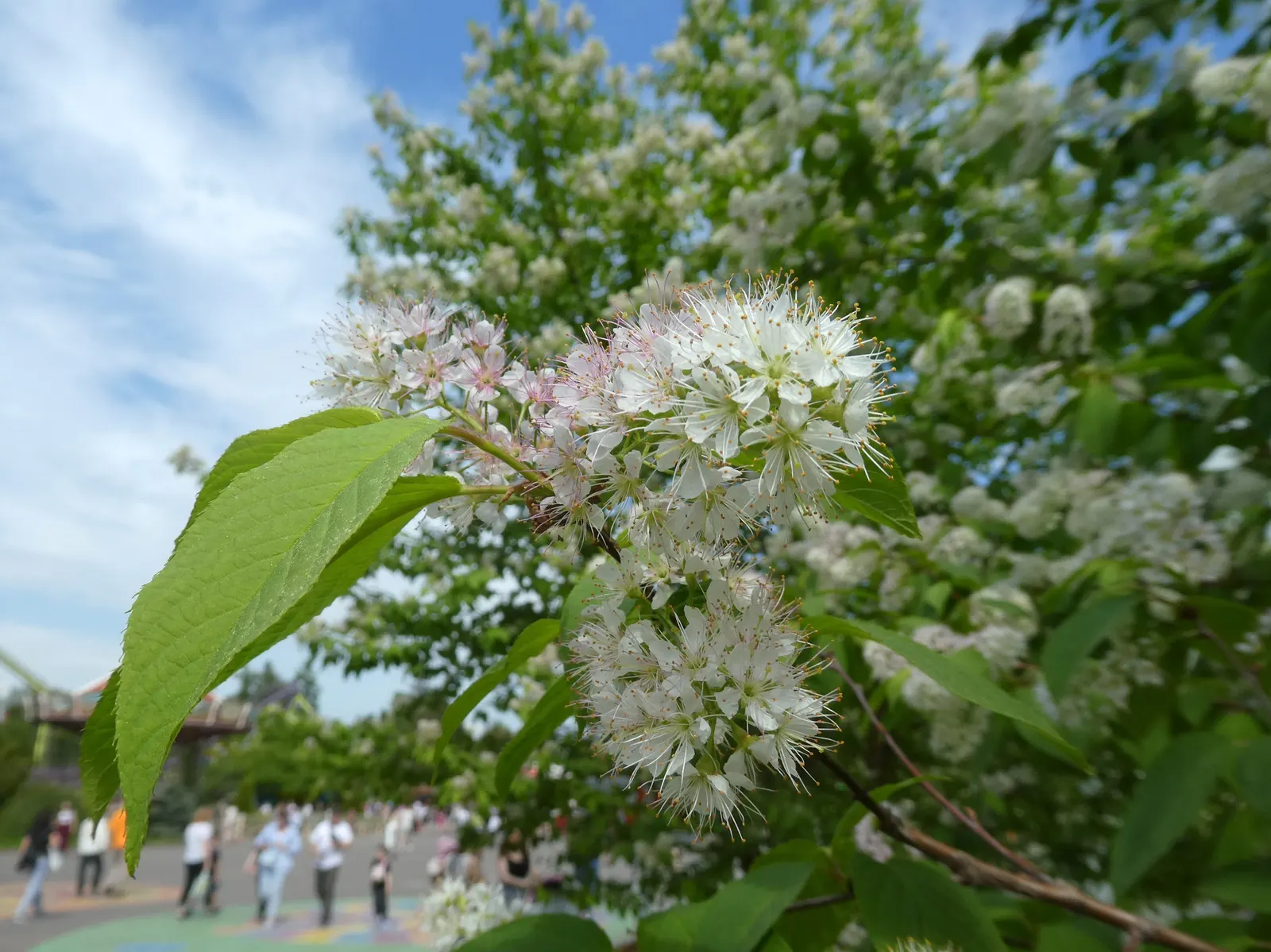 Amur Chokecherry (Prunus Maackii) — this medium-sized tree boasts a pleasing rounded to oval crown