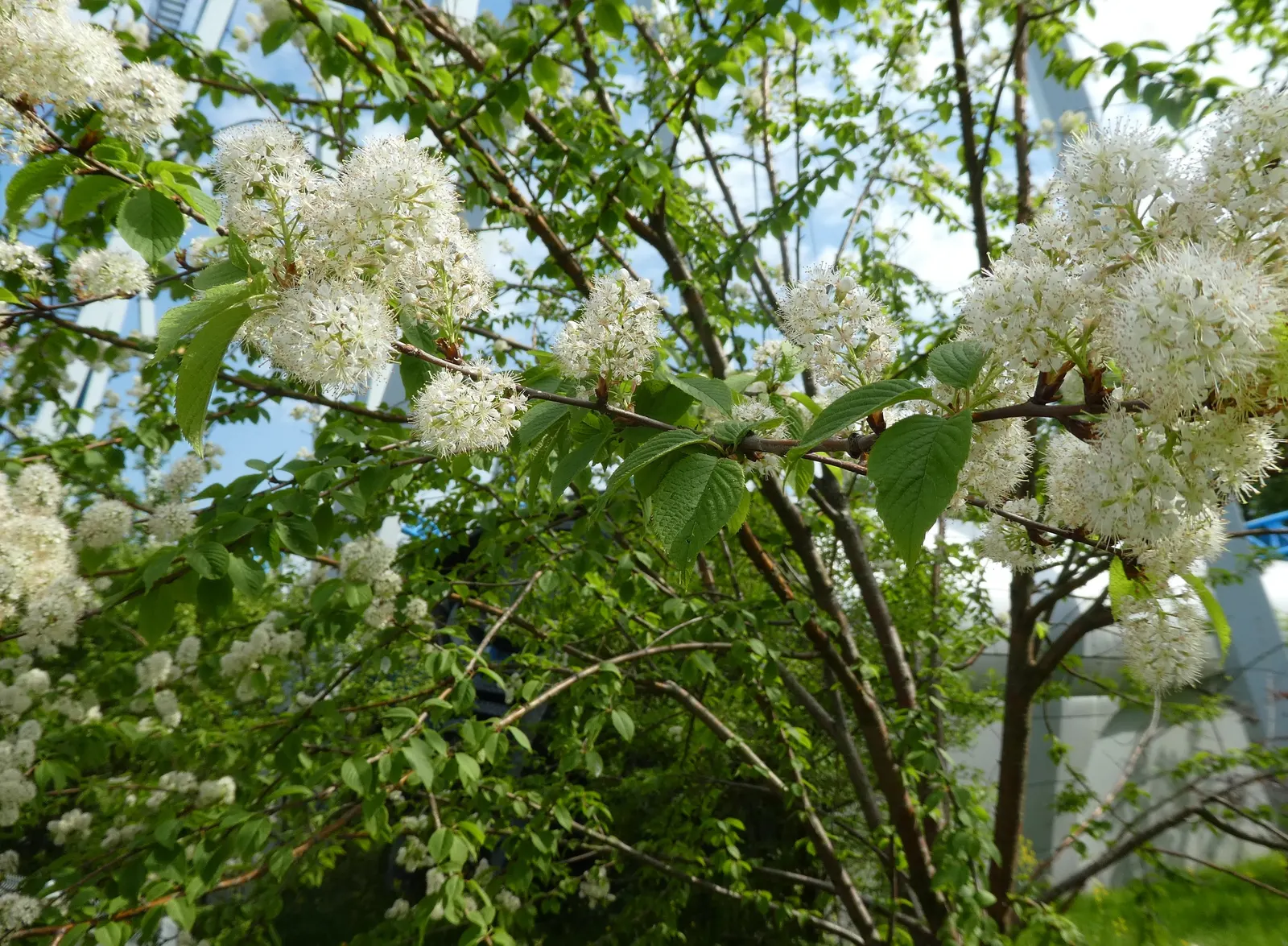 Amur Chokecherry (Prunus Maackii) — it peels away in thin layers
